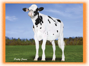 Stantons High Octane Patty Jones Stantons High Octane