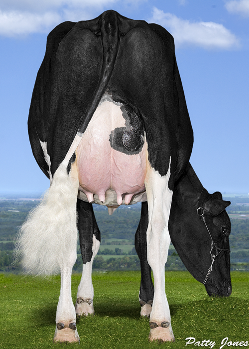 ComestarLamadonaDoormanREARGRZ15