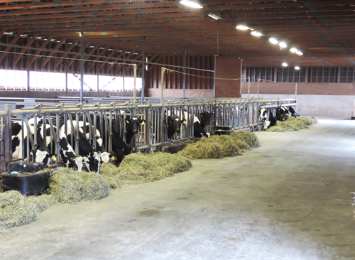 boviteq cows in barn recipients