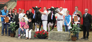 Grand Champion Holsteins cropped