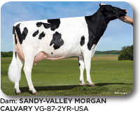 SANDY VALLEY MORGAN CALVARY
