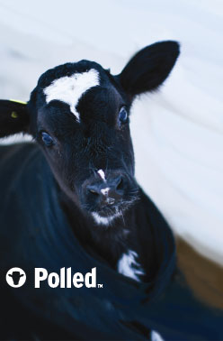 polledcalf