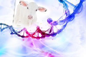dna-calf
