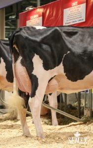 GlenIslayBomberoBambinoRAWFb1117