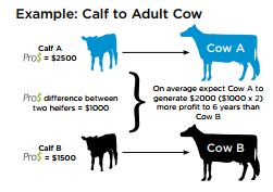 calf-to-adult-cow
